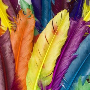 Fond d'Plumes Colorées