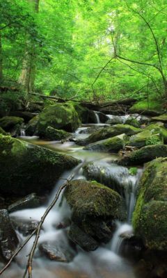 Ruisseau Serein dans la Forêt