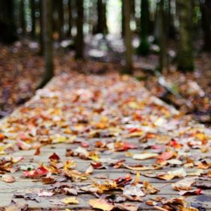 Feuilles d'automne sur un chemin forestier