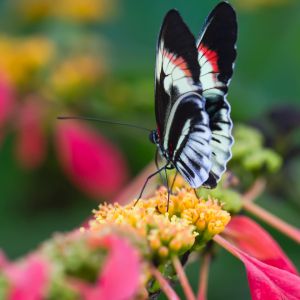Beau Papillon sur Fleur