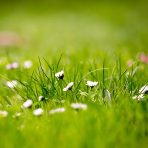 Belle Herbe Verte avec Marguerites