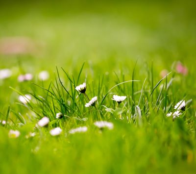 Belle Herbe Verte avec Marguerites