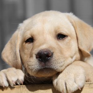 Chiot Labrador Mignon