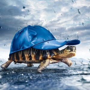 Tortue avec Casquette Bleue