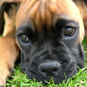 Chiot Boxer Mignon