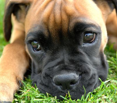 Chiot Boxer Mignon