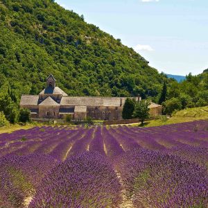 Champs de Lavande et Abbaye