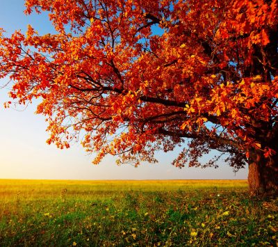 Paysage d'Arbre d'Automne