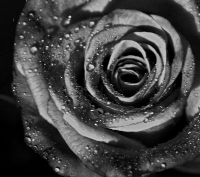 Rose Noir et Blanc avec Gouttes d'Eau