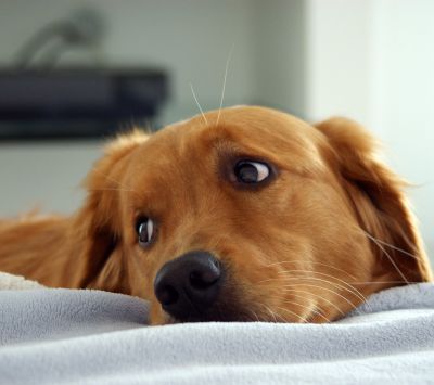 Golden Retriever en Détente