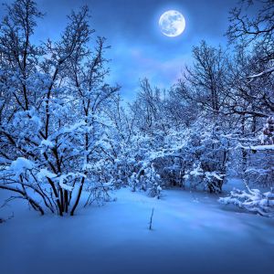 Paysage d'Hiver Éclairé par la Lune