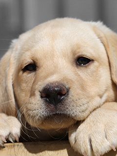 Chiot Labrador Mignon