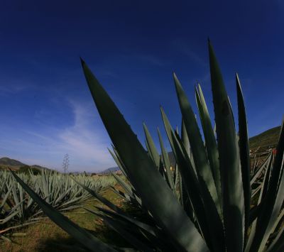 Paysage d'Agave