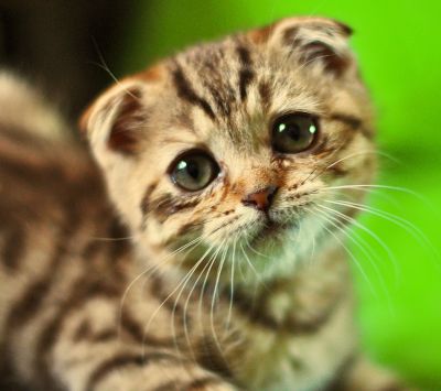 Chaton Mignon avec Grands Yeux