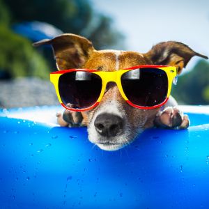 Chien cool avec des lunettes de soleil