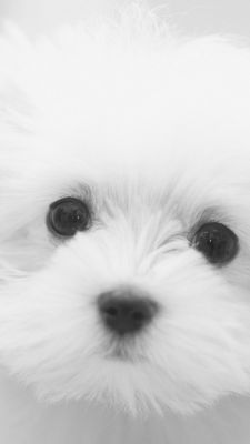Chiot Fluffy Adorable