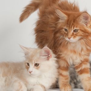 Bébés Chats Adorables
