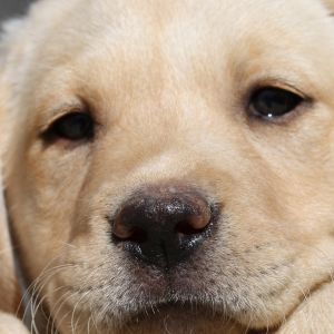 Chiot Labrador Mignon
