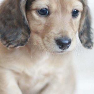 Fond d'Écran Chiot Adorable