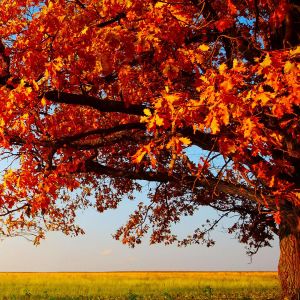 Arbre d'Automne avec Feuilles Orange