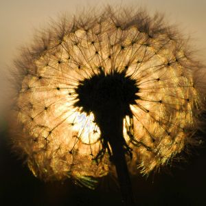 Pissenlit au coucher de soleil