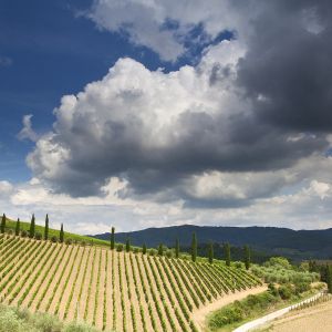 Paysage de Vignobles avec Nuages Dramatiques