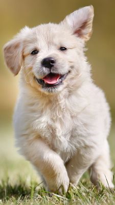 Chiot Golden Retriever Heureux