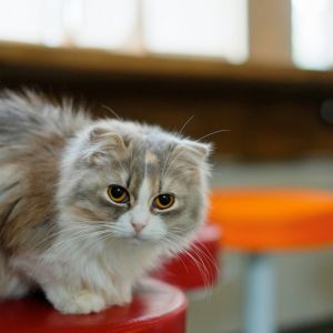 Chat Mignon sur un Tabouret