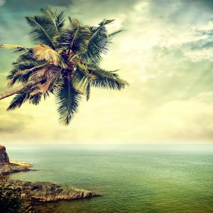 Palmier Tropical au Bord de l'Océan