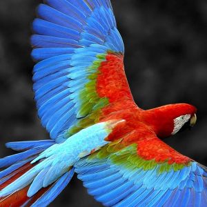 Ara Coloré en Vol