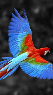 Ara Coloré en Vol