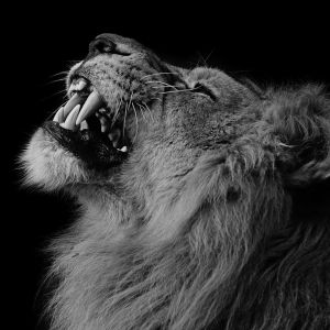 Lion Majestueux Rugissant