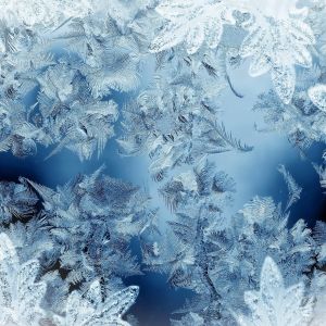 Feuilles Givrées Fond