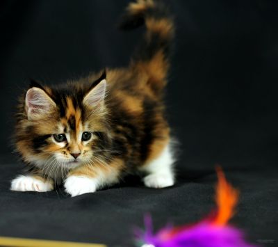 Mignon Chaton Maine Coon