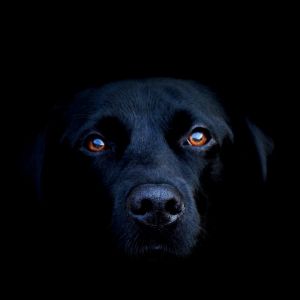 Portrait de Chien Noir