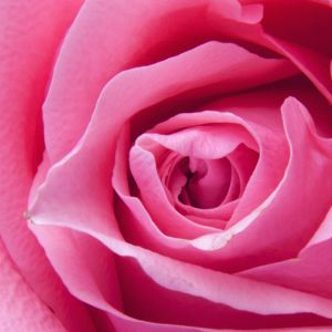 Belle Rose Rose