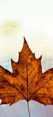 Feuille d'Érable d'Automne